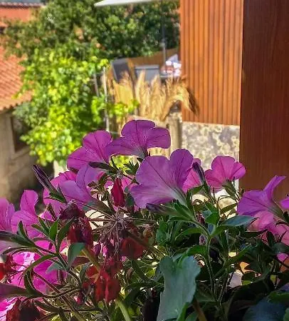 Pura Vida Matos House 펜션 *